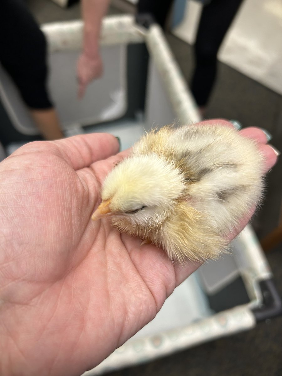 ratcliffelib's tweet image. Love at first sight! Our newest library guests have hatched! @1RatcliffeES @hcpslib