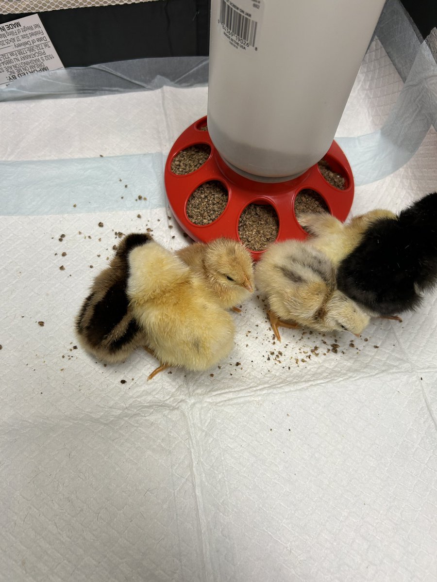 ratcliffelib's tweet image. Love at first sight! Our newest library guests have hatched! @1RatcliffeES @hcpslib