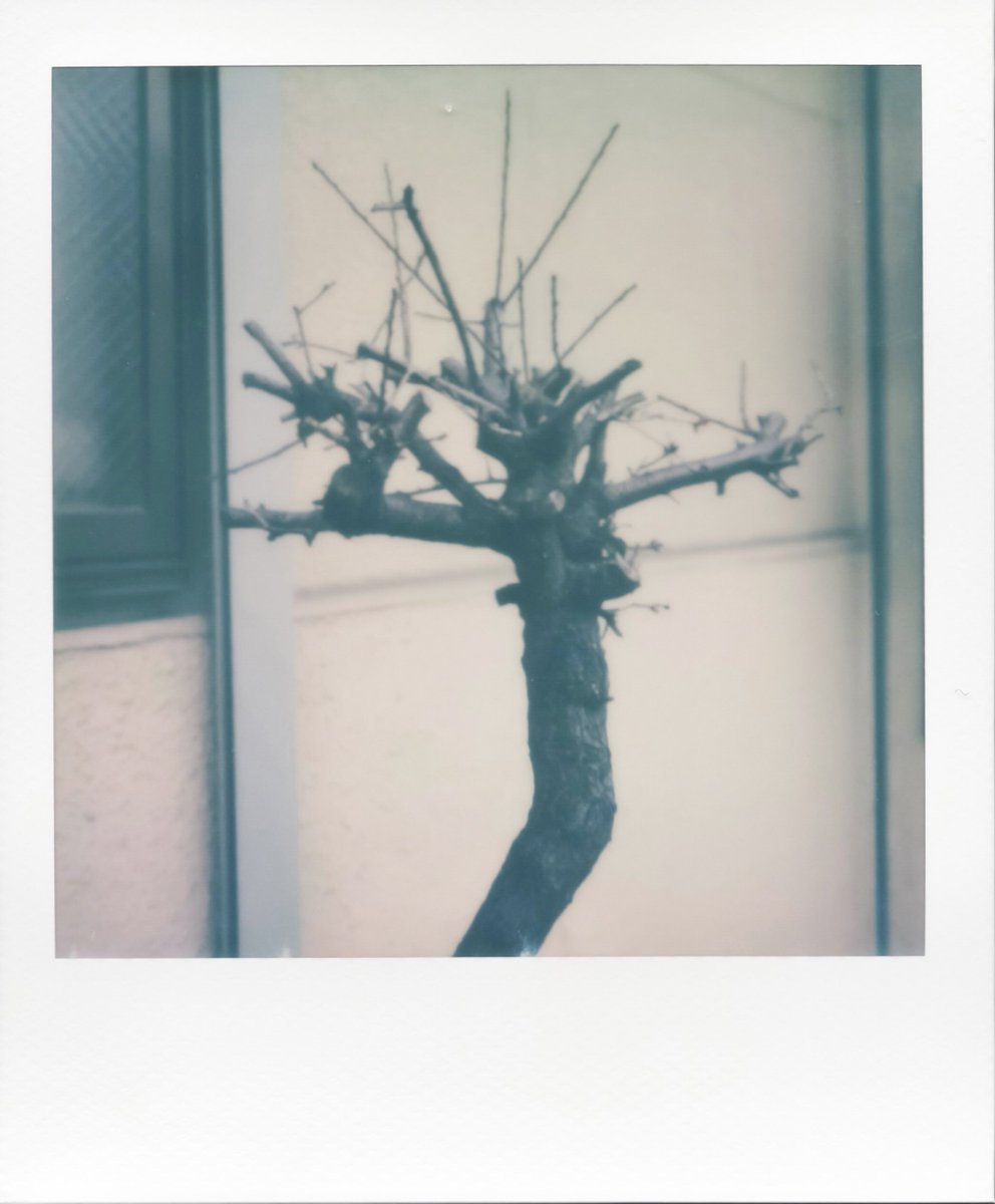 AKR_'s tweet photo. ゴルゴダの丘
.
.
.
#polaroid #polaroidslr680 #slr680 #instant #analog #film #filmphotography #filmcamera #filmisnotdead #tokyo https://t.co/eT0ImXiugf
