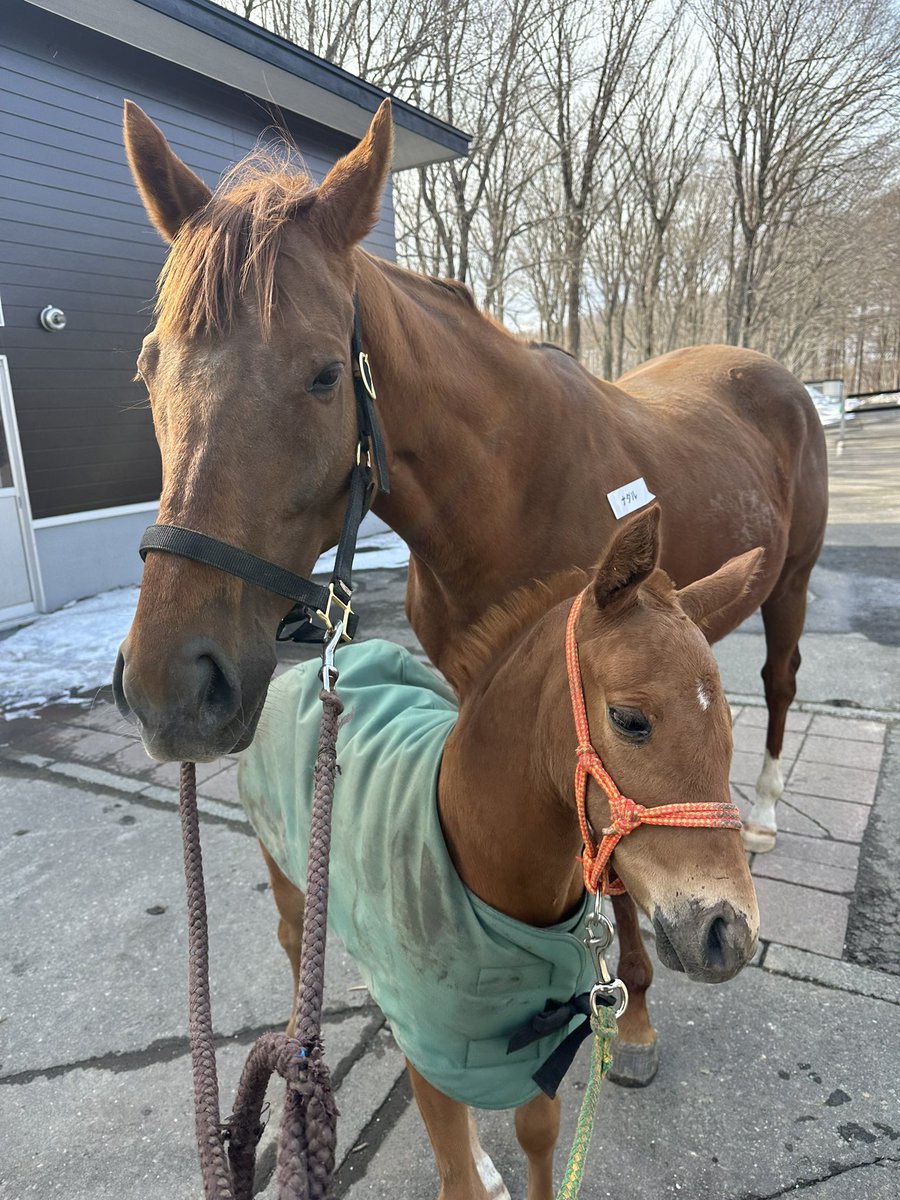 昨日はナダルを種付けに
ミモザイエローと社台スタリオンへ🐴