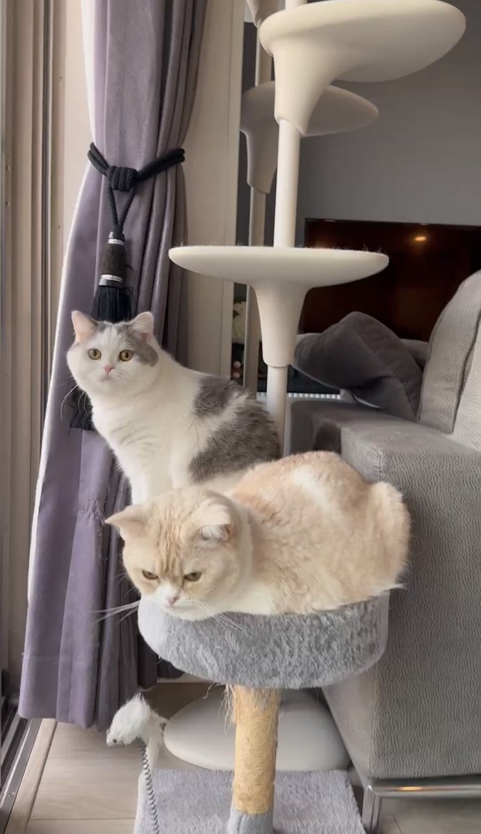 teteandcoco's tweet photo. もう春だね🌸

#猫 #cat #猫のいる暮らし #猫のいる幸せ #猫好きさんと繋がりたい https://t.co/BnKF96O5UH
