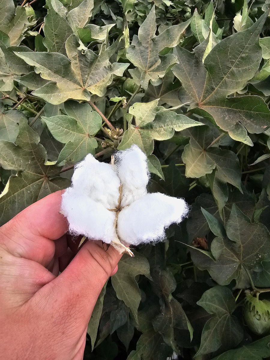 SamMarshall4311's tweet photo. Had a great week looking at businesses around the Riverina last week on our 3rd year tour @marcusoldham1. 

It was good to get a look at different farming practices and farm diversification.

#AgTwitter https://t.co/Fu0YwwcFRD