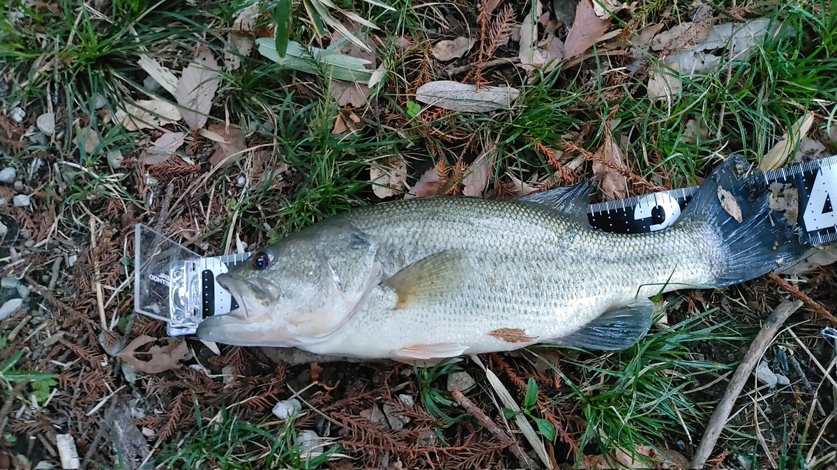 shun175cm's tweet photo. やっと初バス!#blackbass #ブラックバス #雄蛇ヶ池 #texasrig #テキサスリグ #bullflat #ブルフラット #bassfishing #バス釣り #初バス https://t.co/a3fMgeqVDV