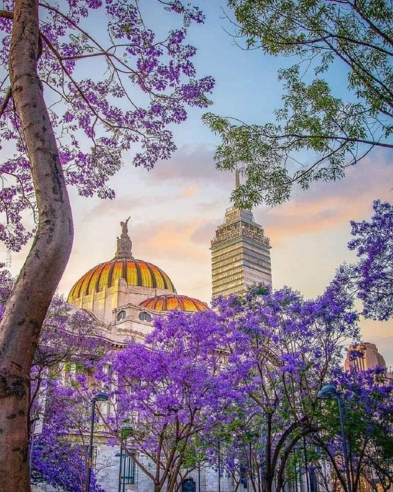 Arteymas_'s tweet image. Empieza la época de la jacarandas en la Ciudad de México.. 💜💜💜