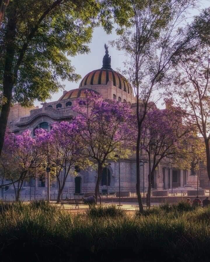 Arteymas_'s tweet image. Empieza la época de la jacarandas en la Ciudad de México.. 💜💜💜