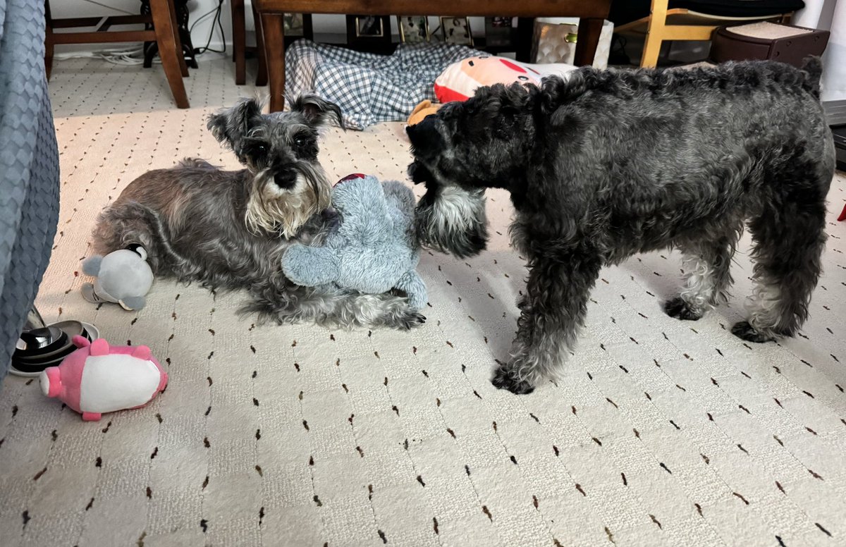 Mom, are you going to tell him to get a different toy, or what? #SchnauzerGang #dogsofx