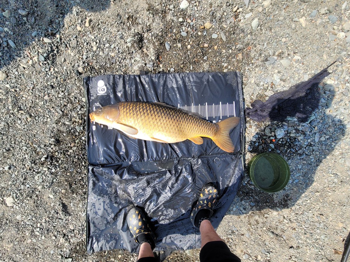 久しぶりの釣り🎣
いつもの川🎶
いつもと違うサイズw
念願叶った～😆😆
キャンパーさん写真ありがとうございました🎶
#カープフィッシング
#釣りキャン