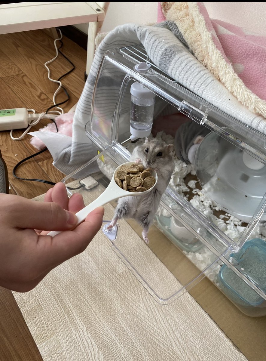 ハムほし tweet media