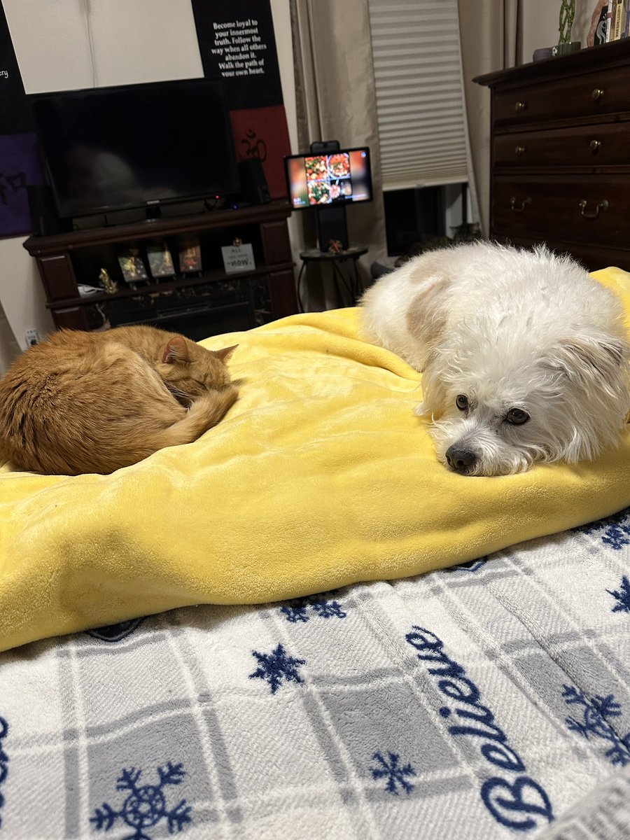 Good night sweet friends we hope you enjoyed your Caturday. 🧡
#CatsOfTwitter