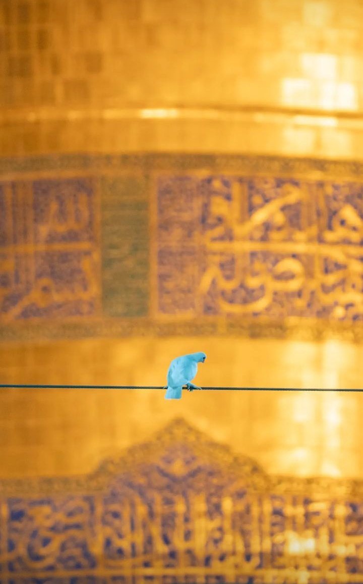 MahdaviSetia's tweet photo. شکر خدایی که بیش از استحقاق بنده هاش کرامت میکنه 🕊💫🌱
#رمضان_كريم https://t.co/6q8VqkMqJY