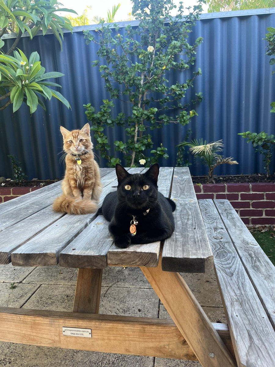 breadzy's tweet photo. Great win by the Geelong Cats last night!! https://t.co/SCwCicnwlk