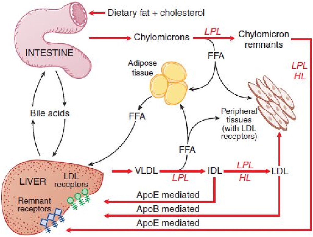 #Obesity, #dyslipidemia, &amp; #CardiovascularDisease  A joint expert review from the <a href="/OMAsocial/">Obesity Medicine Association</a>  &amp; <a href="/nationallipid/">National Lipid Association</a>  sciencedirect.com/science/articl…