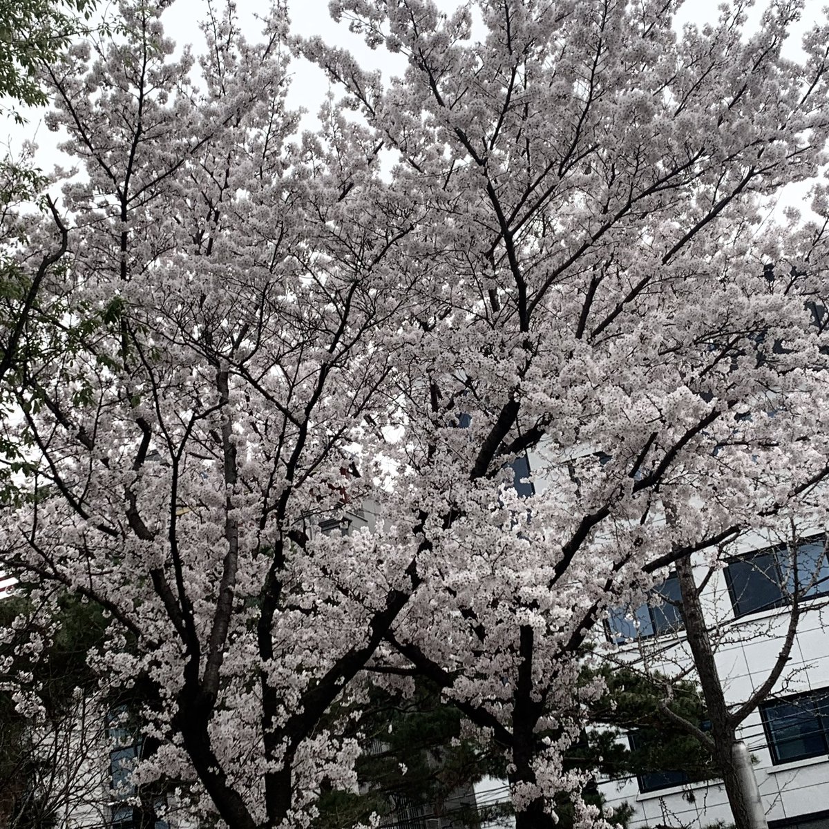 °•. ✿ .•° 봄이니까. °•. ✿ .•°