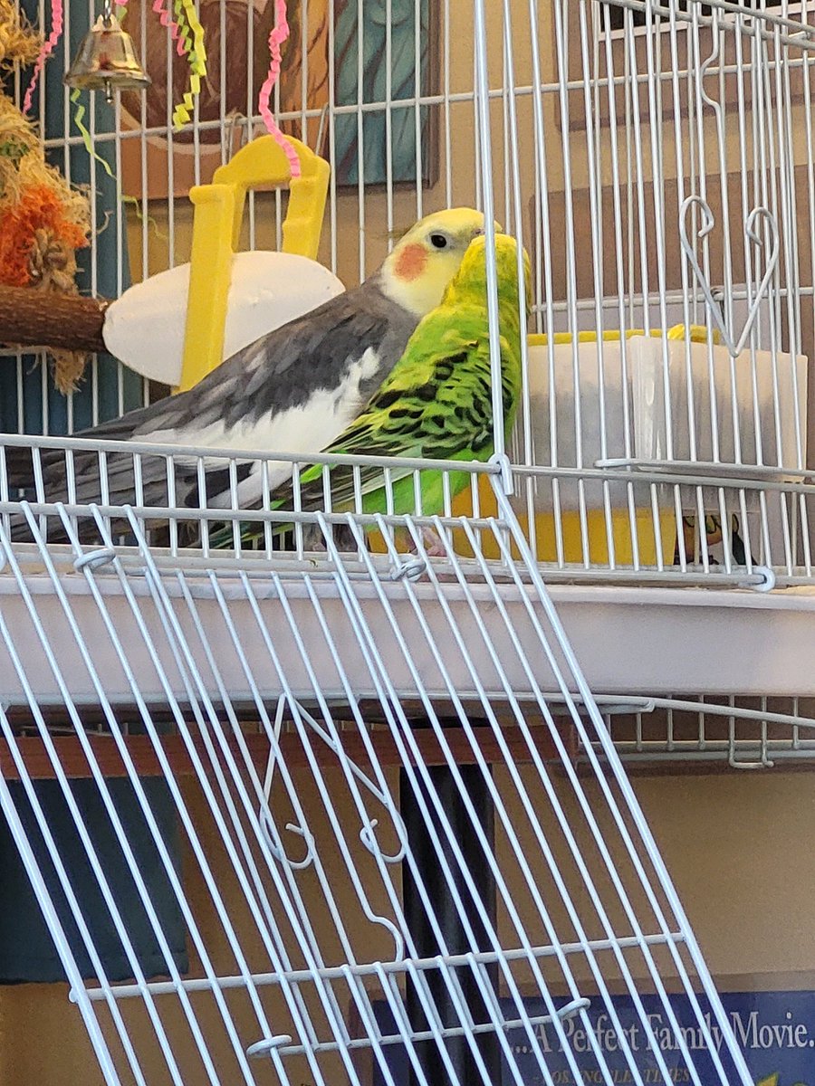 Cookie and Melon have teamed up as the only not-conures in the bird room. Also Cookie is permanently joining the flock! He and Melon will be cage neighbors. Welcome to the birb family, Cookie!