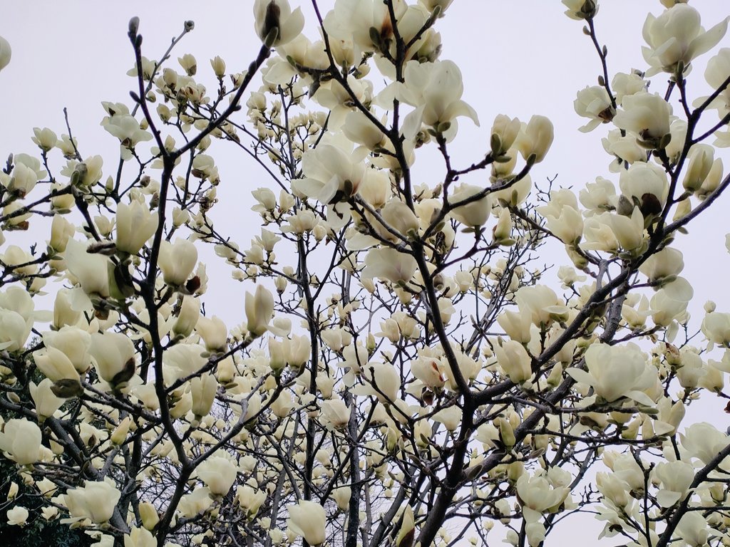 5j27jyang's tweet photo. こんにちは
◎満開のハクモクレン
ソメイヨシノもすぐ咲くと思いましたが、3月前半の気温が低かったようです
#写真好きな人と繫がりたい https://t.co/6Cag3R9p0q