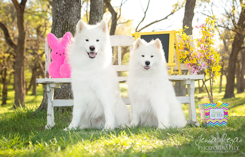 Happy Easter!  

#DogRightEaster #HoppyDoggos #DoggotheBun #DoggoandtheEgg #DoggoBunnyHop #DoggoEaster2024