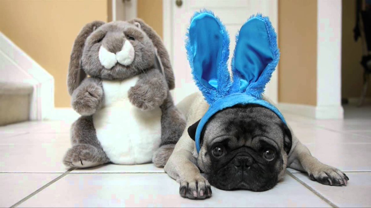 Happy Easter!

#DogRightEaster #HoppyDoggos #DoggotheBun #DoggoandtheEgg #DoggoBunnyHop #DoggoEaster2024