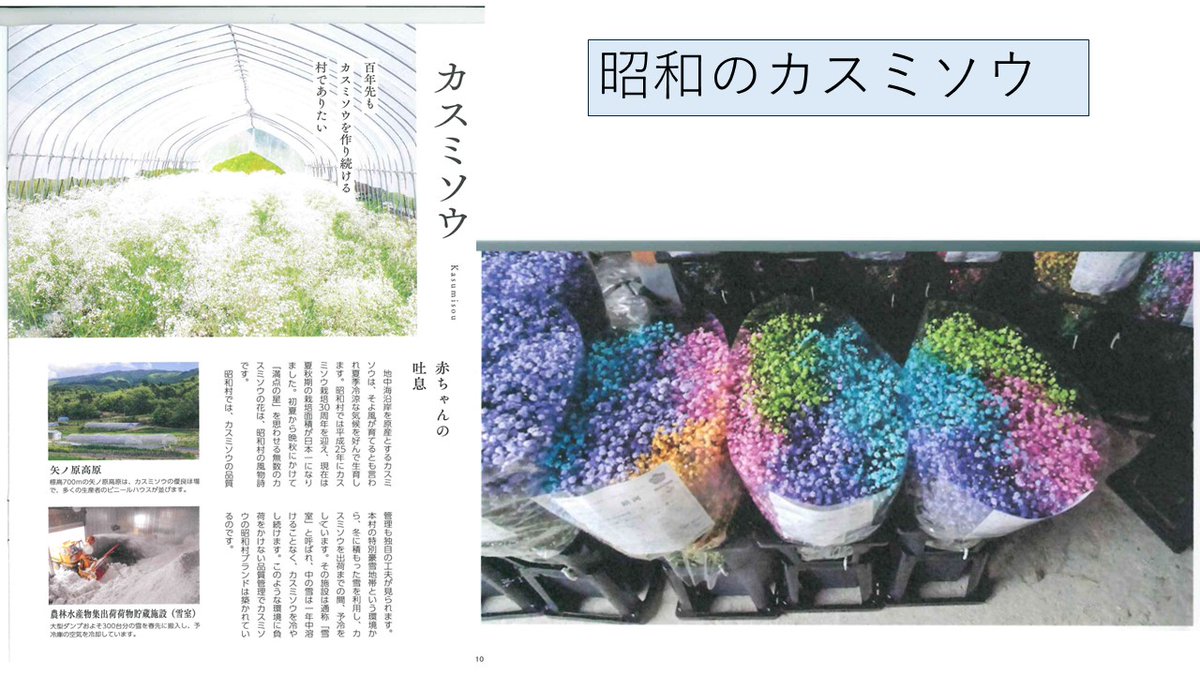 IransyoA's tweet photo. 地中海沿岸を原産とするカスミソウは、そよ風が育てるとも言われ、夏季冷涼な気候を好んで生育します。昭和村では平成25年にカスミソウ栽培30周年を迎え、現在は夏秋期の栽培面積が日本一になりました。今日では様々な色のカスミソウが楽しめるようになっており、色とりどりに魅了されます。 https://t.co/hJigUPeIye