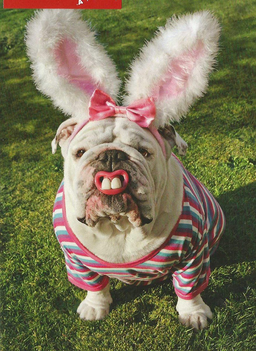Happy Easter!

#DogRightEaster #HoppyDoggos #DoggotheBun #DoggoandtheEgg #DoggoBunnyHop #DoggoEaster2024