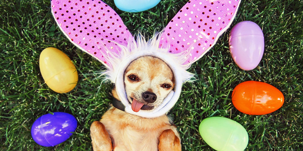 Happy Easter!

#DogRightEaster #HoppyDoggos #DoggotheBun #DoggoandtheEgg #DoggoBunnyHop #DoggoEaster2024