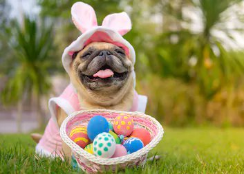 Happy Easter!

#DogRightEaster #HoppyDoggos #DoggotheBun #DoggoandtheEgg #DoggoBunnyHop #DoggoEaster2024