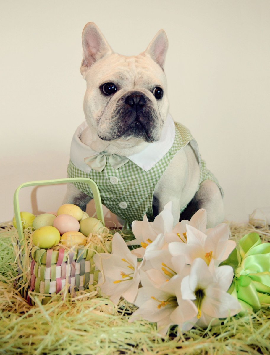 Happy Easter!

#DogRightEaster #HoppyDoggos #DoggotheBun #DoggoandtheEgg #DoggoBunnyHop #DoggoEaster2024
