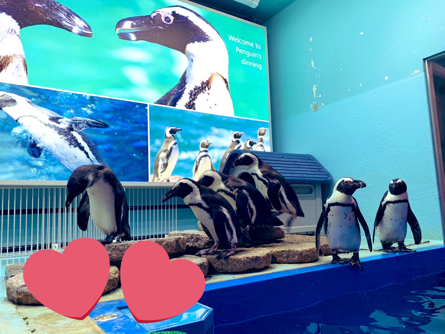 池袋のペンギン 東京動物園 ＜ペンギンのいるBAR 池袋＞ | puzzle inc.