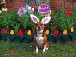 Happy Easter!

#DogRightEaster #HoppyDoggos #DoggotheBun #DoggoandtheEgg #DoggoBunnyHop #DoggoEaster2024