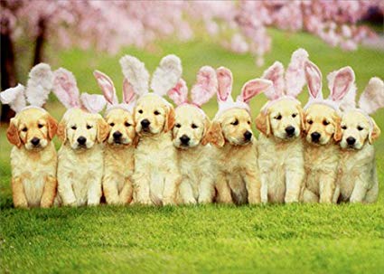Happy Easter!

#DogRightEaster #HoppyDoggos #DoggotheBun #DoggoandtheEgg #DoggoBunnyHop #DoggoEaster2024