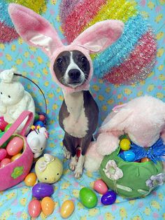 Happy Easter!

#DogRightEaster #HoppyDoggos #DoggotheBun #DoggoandtheEgg #DoggoBunnyHop #DoggoEaster2024