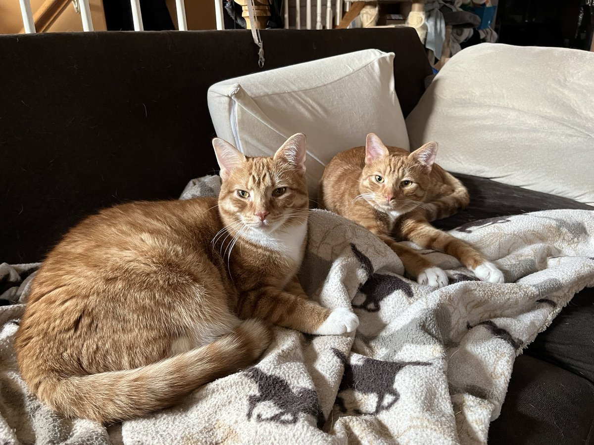 crits4cats's tweet photo. When it rains… Shrimp Cocktail & Tangelo, two of the Oranges from last summer, are officially back up for adoption. They are very close & need to stay together as a pair. They are good and social kittens, Tangelo is a typical teenager and needs lots of playtime. Elkton, MD https://t.co/7X10TDhdWb