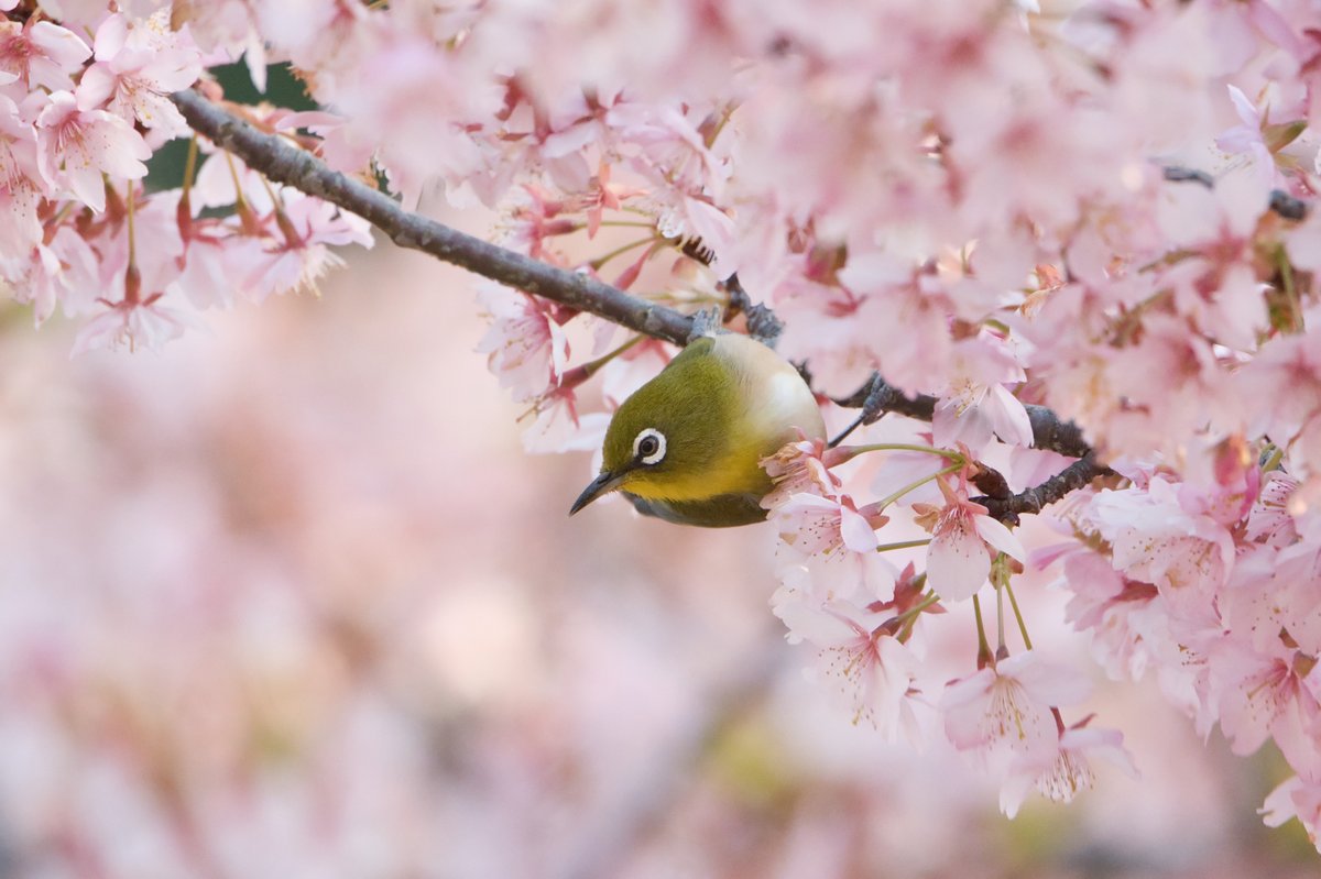 floncry's tweet photo. 「にょき」ってしてるメジロかわいい。
#メジロ #ウメジロー https://t.co/nAbXvY68U2