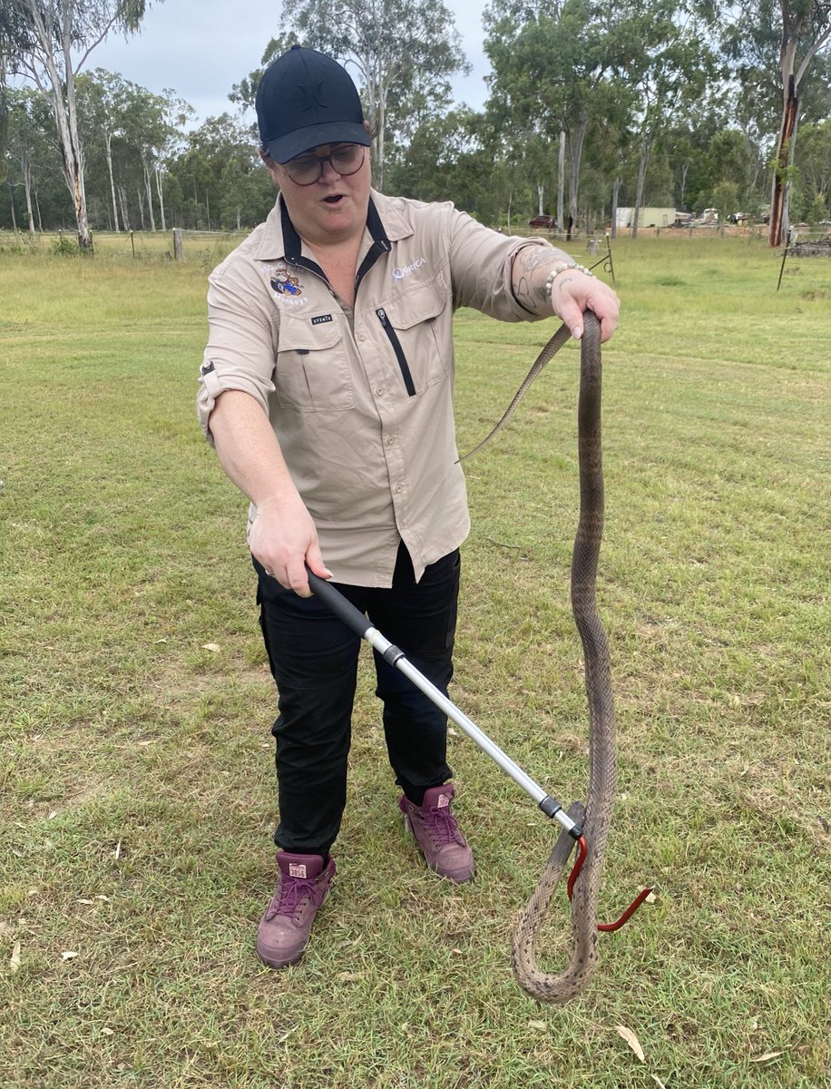 11 keen beans chose to learn how to safely & ethically handle Australian venomous snakes yesterday at our course. 2 even drove up from NSW & 1 flew from Townsville! It’s so rewarding knowing more people are becoming educated re snakes via evidence-based info. #OzReptileAcademy