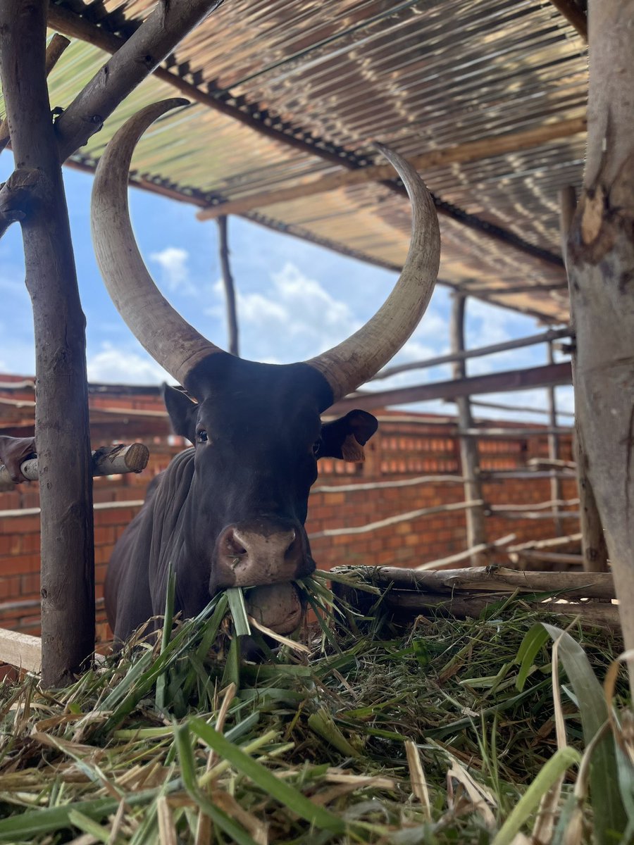 Designing a hub for a conservation agriculture in Rulindo district, Northern Province of Rwanda on 20 ha. A circular and food systems approach that will integrate R&amp;D, Extension, Water management, Soil Health, organic fertilizer production and farming of crops, livestock.