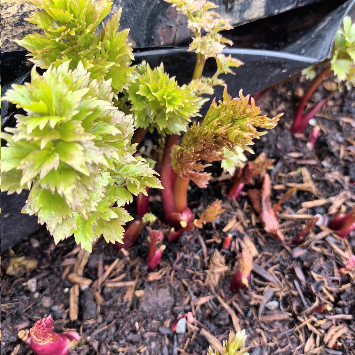 Lovage and sweet cicely are up and away in the #kitchengarden. These 2 lesser known perennial herbs are a really useful flavour addition in the kitchen, and full of good nutrition too 💚 #growyourown