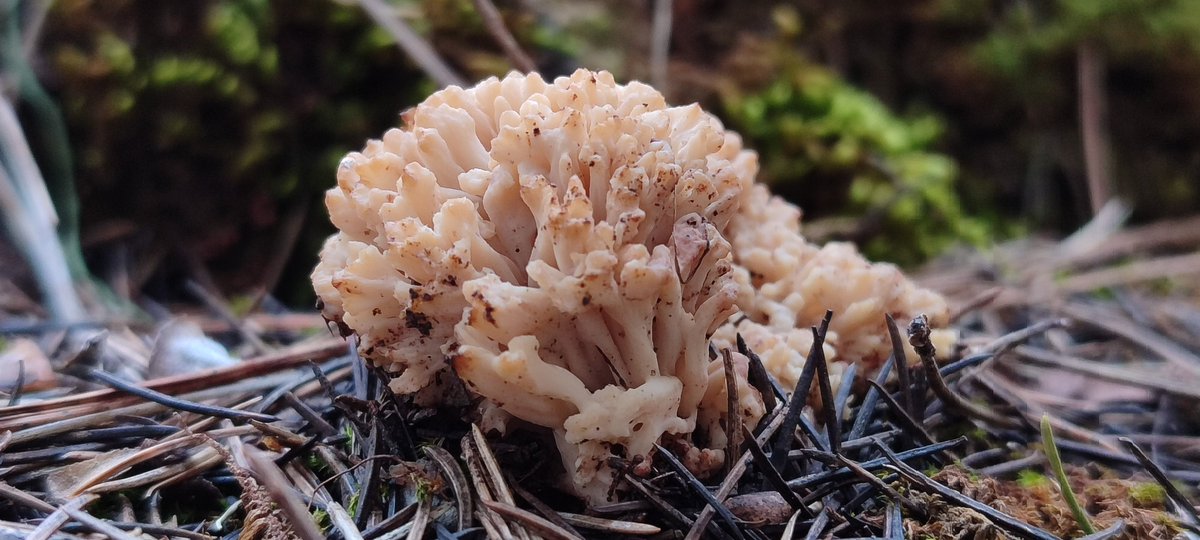 emilioMART38327's tweet photo. Algunas #setas empiezan a verse por la provincia de #Granada. Posible ramaria y lengua de vaca afectada por el frío con aguijones recurrentes (Posible #Hydnum albidum) https://t.co/7ihR4v8pr7