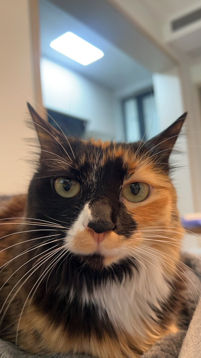 🐱

#Cat #FYP #CatsOfTwitter #CatsOnTwitter