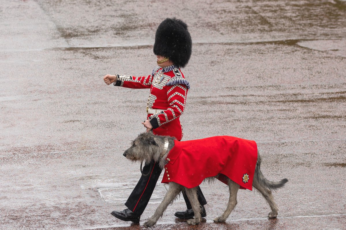 theroyalparks's tweet photo. Happy St Patrick’s Day! ☘️

It is always great to see the Irish Guards, and the four other King’s Guards, performing ceremonial duties within the parks 💂

You’ll be most likely to see them in St James’s Park around Buckingham Palace or on their way to Horse Guards Parade 🌳 https://t.co/V8FJ9jaI83
