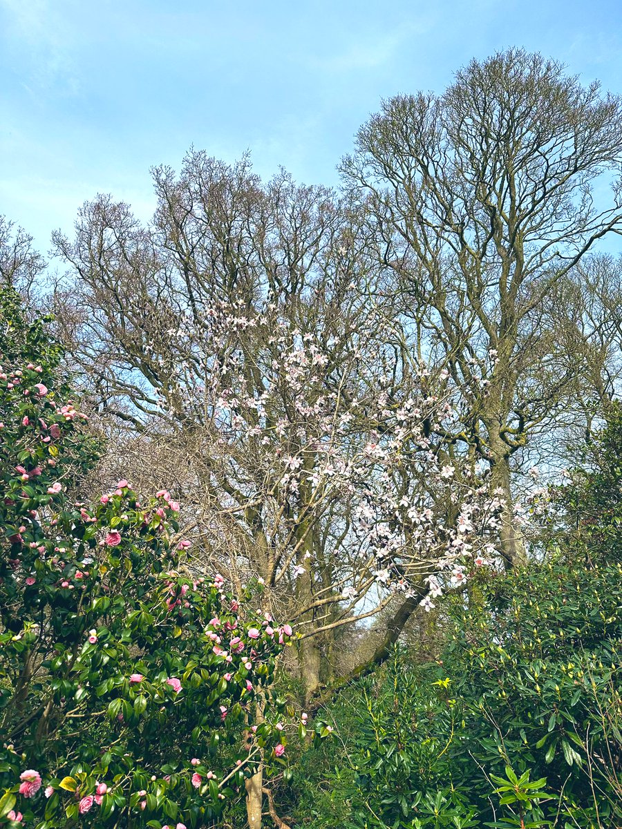 moonyluna13's tweet photo. @TimLihoreau Magnolia watch in Norfolk - 1/2 from Holt Garden Centre &amp; 3/4 from Sheringham Park https://t.co/wgcgJdsPE2