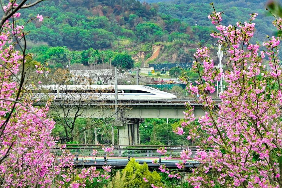 PDChinese's tweet photo. 【開往春天！當列車穿越繽紛花海】陽春三月，春意盎然。一趟趟列車啟程，穿越各地花海，開啟一場場浪漫的春日之旅。 https://t.co/5OyLDWqae7