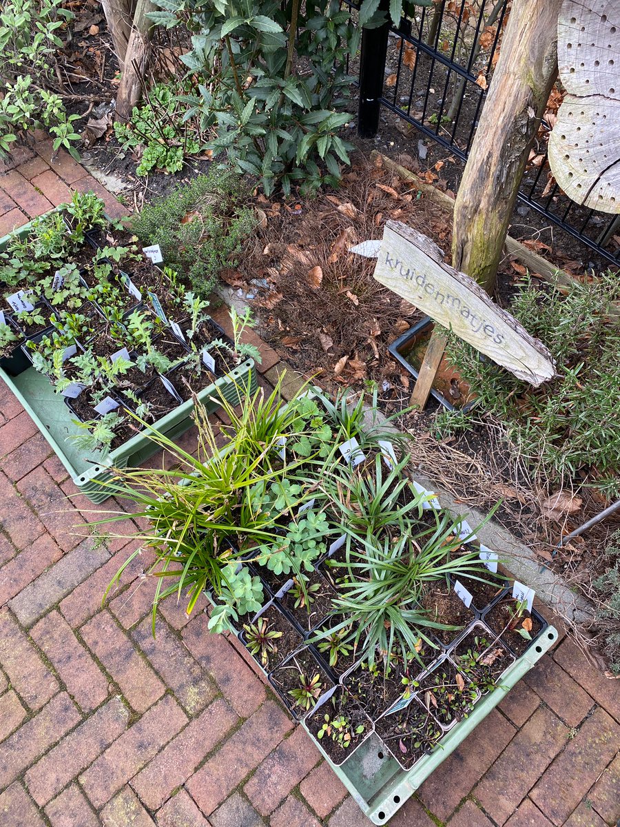 Yes, het tuinseizoen is weer begonnen. 🌷🐝🦋

Gisteren ging Suzanne samen met haar buren aan de slag in de buurttuin. Zij maakten alles weer netjes en plantten een heleboel biologische planten aan de randen voor de bijen en vlinders. #nldoet