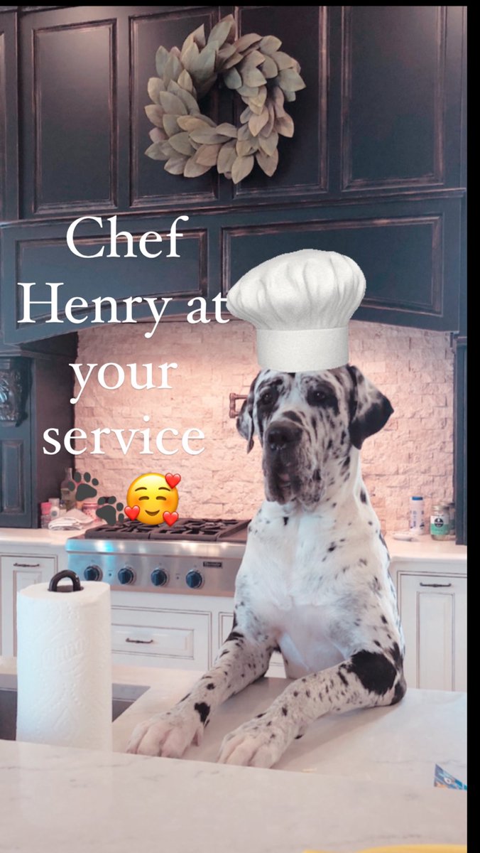 Yes Chef 🖤🐾