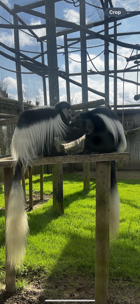Alexander_Sach's tweet photo. Perfect sunny day to check our public access defibrillators and have a chat with these beautiful Colobus monkeys and Gelada Baboons. Thank you to the lovely staff at Howletts Wild Animal Park who were so welcoming, it was lovely to chat to you too🐒 https://t.co/OrBTc5i3Op