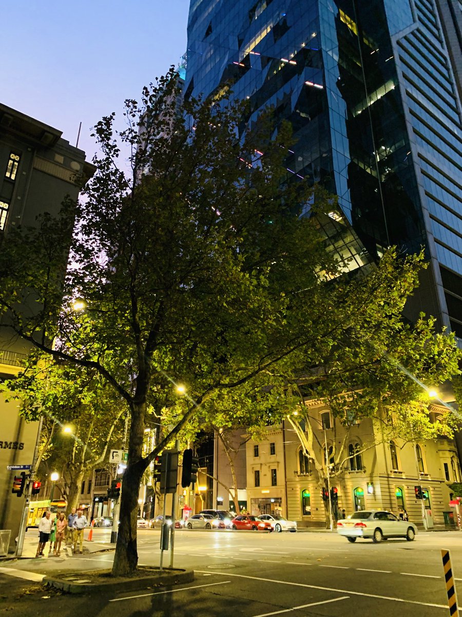 ninakillham's tweet photo. Out on a Saturday night and dancing. #partytree #savethetrees #melbourne https://t.co/JsAxQHpPVG