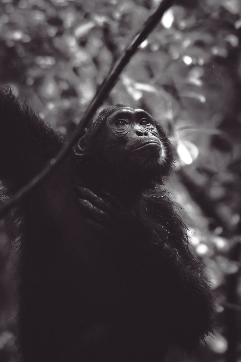 This is our world and.. your world | Chimp from Kibale National Park, Uganda
.
.
#chimpanzee #natgeoafrica #loveafrica #chimpanzees #apes #endangeredwildlife #primates #bownaankamal #chimps #kibalenationalpark #ugandasafari #primates #Iamnkon #magicalUganda #bigfive #junglevibes