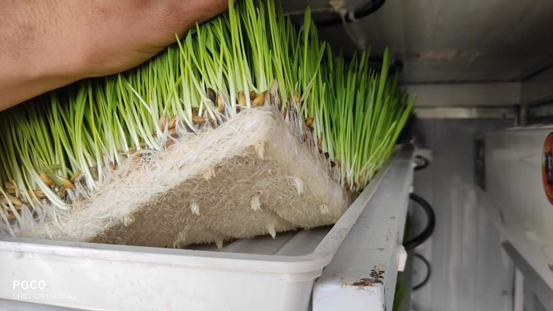 🌱@WFP_Iraq strengthens the government's capacity in Salahaldin, Anbar & Diyala by installing 4 barley hydroponics units and providing training 26 staff 🫧 to promote sustainable food production through climate-smart agriculture to foster adaptation and improve food security.