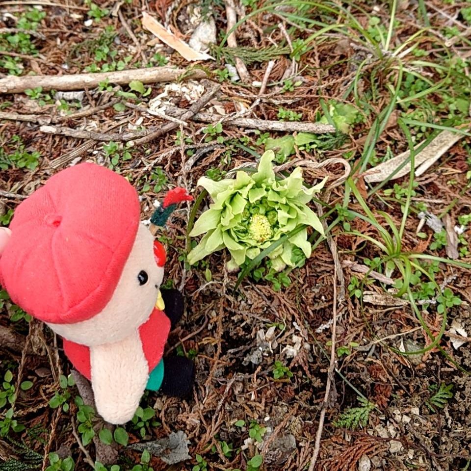 toribo_art26's tweet photo. 敷地内でふきのとうを見つけたよ
だんだん春らしくなって来たね～
(*´▽`*)🌱🌸

 #観光日和  #那須町 https://t.co/nZqRZUvg0e