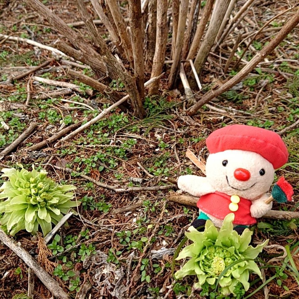 toribo_art26's tweet photo. 敷地内でふきのとうを見つけたよ
だんだん春らしくなって来たね～
(*´▽`*)🌱🌸

 #観光日和  #那須町 https://t.co/nZqRZUvg0e