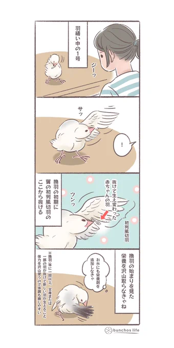最初に抜ける内側の初列風切羽が生え変わっているのを発見し換羽のスタートを知る
#文鳥 
#4コマ漫画 