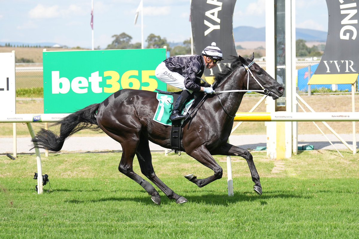 A special win in race 3 at @YVRacing today by the striking Mr Hansel. A paddock accident as a youngster saw him require three leg operations however with the paticience of connections and trainer @LOliverRacing the six-year-old gelding was able to break his maiden at start two